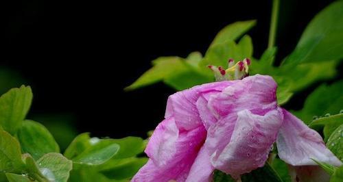 牡丹花谢了怎么办（让牡丹重焕生机的方法）