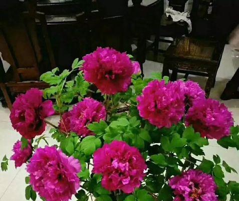 如何正确上盆和养护牡丹（选择合适的盆土和水源）