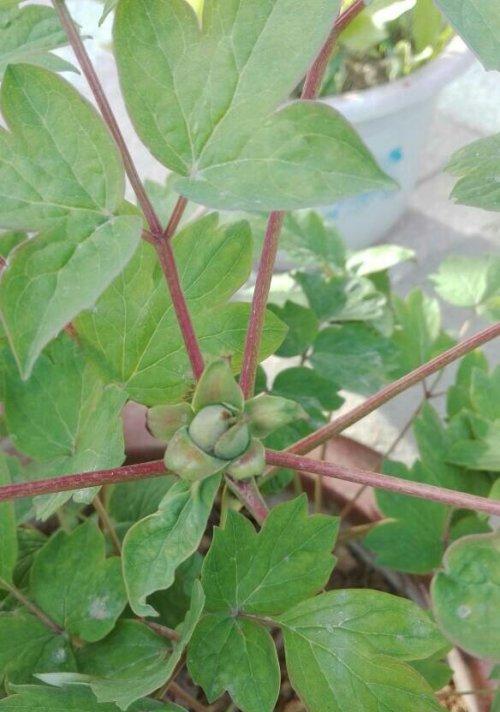牡丹的发芽与生长时间（春季花开之前，牡丹什么时候开始发芽生长？）