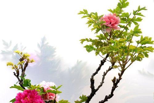 扶桑牡丹剪枝技巧，开启花海盛宴