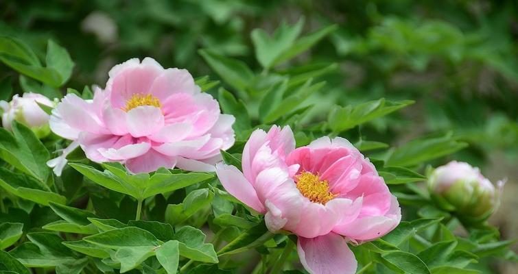 牡丹并不仅仅是一朵花！（从植物分类角度看牡丹的奥秘）