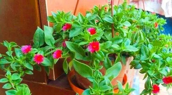 牡丹（美丽的花朵、适宜的环境和养护技巧）