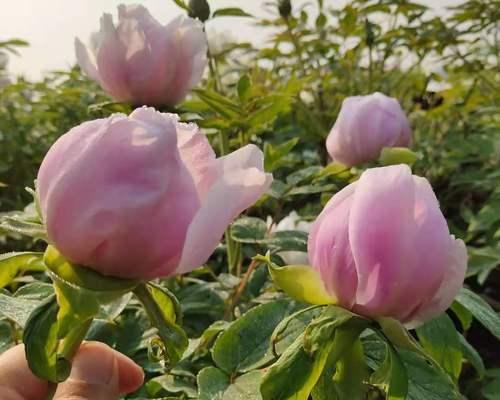 如何种植牡丹种子？（以家庭园艺为例，轻松培育美丽的牡丹花）