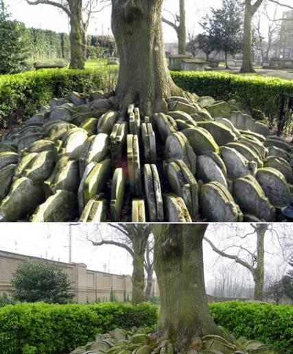 墓地植物种植指南（适合墓地的植物有哪些？墓地种植应该注意什么？）