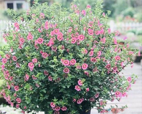北方木本花卉大全（探寻北方花园中的美丽奇迹）