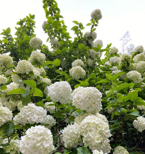 木本绣球一年开几次花（探究木本绣球的开花周期及花期特点）
