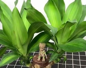 木本植物（从生长效果、养护难易度、环境要求三个方面比较）
