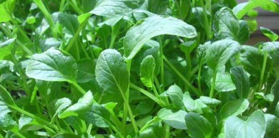 木耳菜的根茎能否食用？（了解木耳菜根茎的营养价值与食用方法）