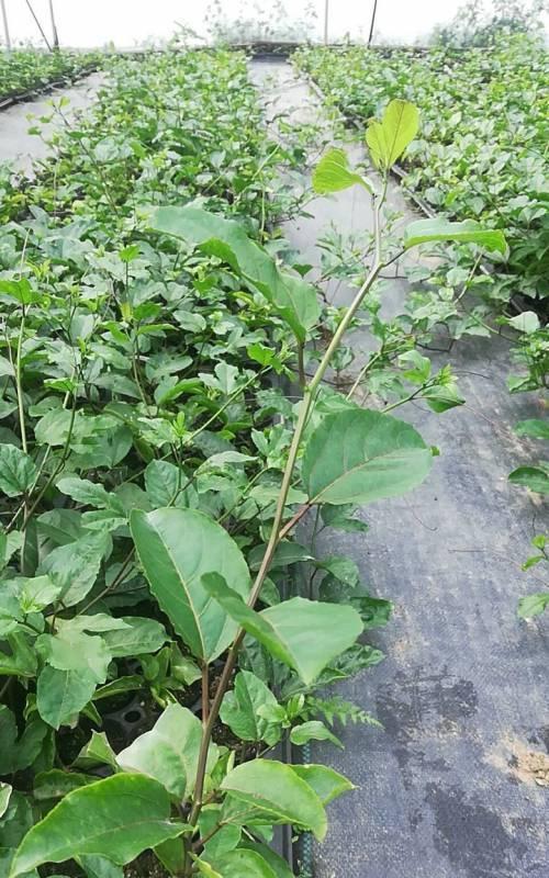 木瓜落果处理方法大全（解决木瓜落果问题，从这里开始）