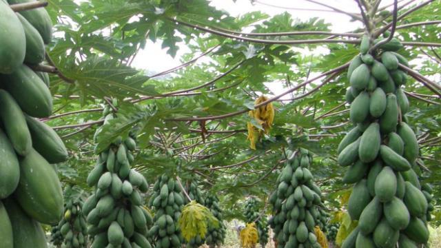 木瓜种植指南（种植时间、方法及注意事项）