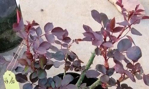 木菊花剪枝指南（让木菊花重焕生机，精准剪枝不容错过）