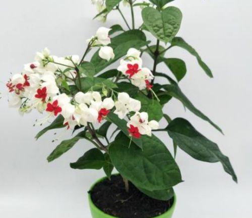 木菊花剪枝与修剪（开花技巧与步骤）