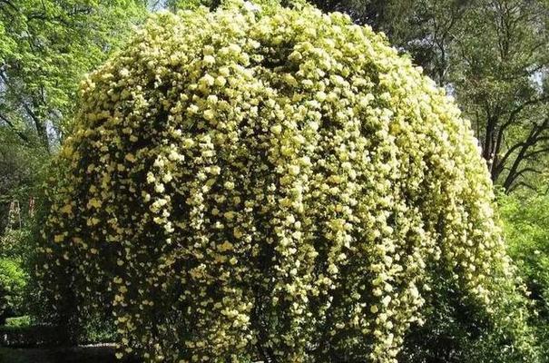 木香的种植与应用（适合什么地方种植？品种有哪些？生长环境如何？木香花语是什么？）