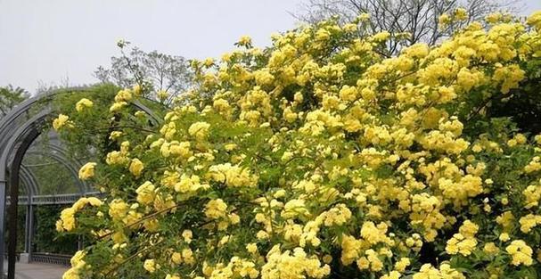 木香的花期和开花次数（探讨木香的开花规律及其相关因素）