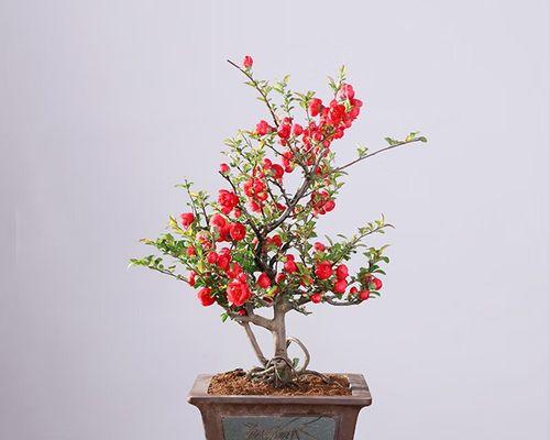 耐寒耐旱的室内花卉（打造不怕挑战的室内花园）