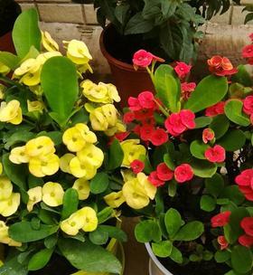 耐旱耐热的花卉（炎炎夏日，这些花卉告别干枯！）