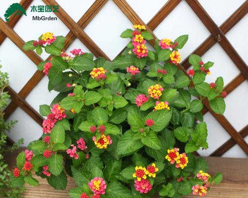耐阴的多年生花卉种植指南（打造阴暗角落的绿色花园，多肉植物也能欣欣向荣）