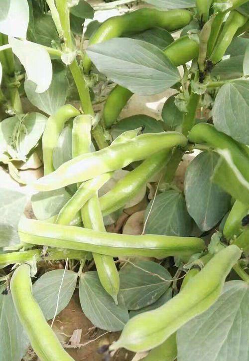南方蚕豆播种时间与方法（掌握南方蚕豆种植技巧，丰收不误）
