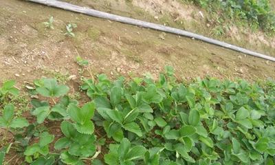 南方草莓种植时间及技巧