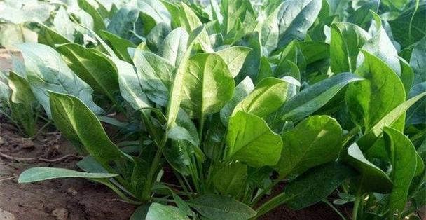 零距离解析南方冬季蔬菜栽种攻略（零距离解析南方冬季蔬菜栽种攻略）