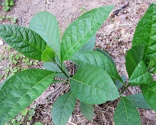 南非叶苗的室内种植技巧（打造室内绿色空间，轻松养活南非叶苗）