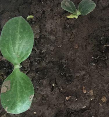 南瓜种植指南（南瓜几天出苗？南瓜发芽需要多久？南瓜的播种时间和方法详解）