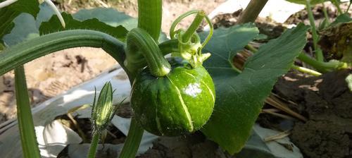 南瓜可以种在花盆里吗？（如何在家种植南瓜）