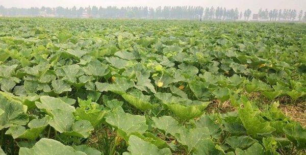 南瓜的种植条件（打造适宜南瓜生长的环境）