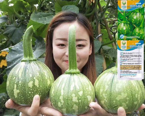 南瓜种子种植指南（从选种到收成，一篇搞定）