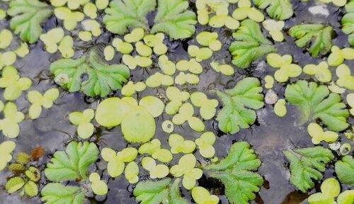 囊荷的生态特征和药用价值（探索囊荷植物的生长环境、形态特征和营养成分）