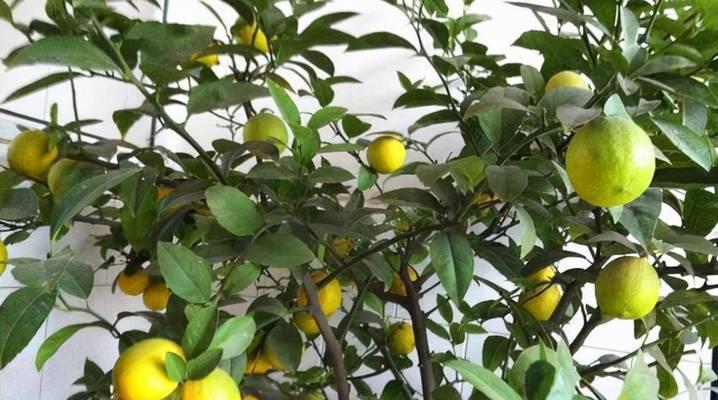 浇水方法与注意事项——让你的柠檬树茁壮成长（柠檬树的浇水方法、适宜浇水时间和浇水的注意事项）