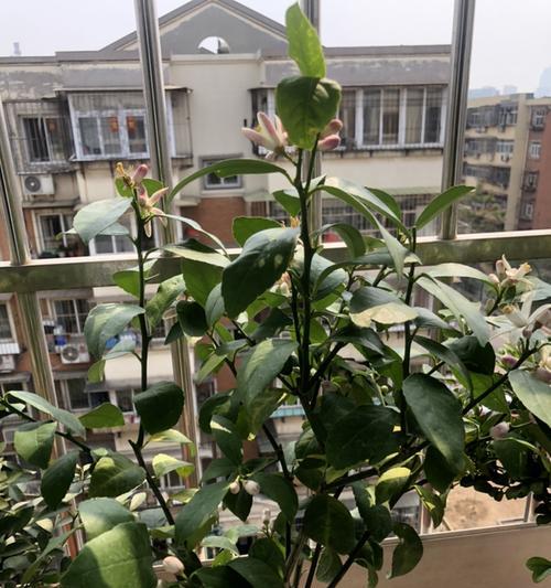 怎样养护柠檬树才能长得好（柠檬树养护小技巧与注意事项）
