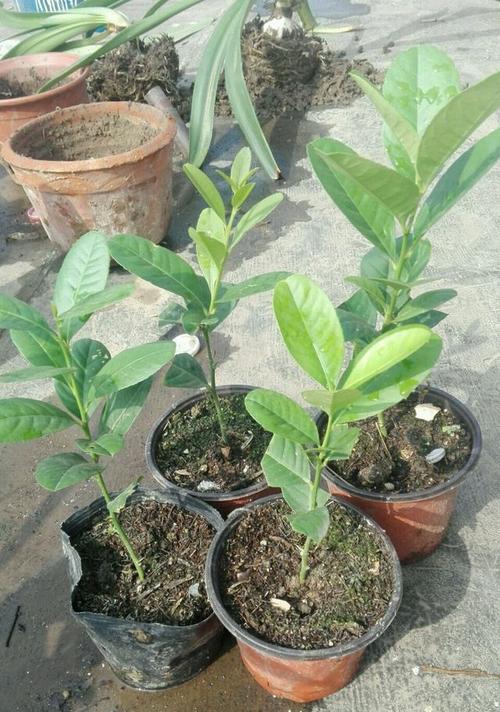 如何种植柠檬籽？（从选种到管理全面解析，让你轻松成为柠檬种植专家）