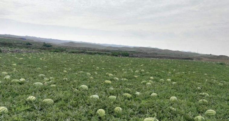 宁夏西瓜成熟时间及采摘技巧（掌握成熟时间，品尝更美味）