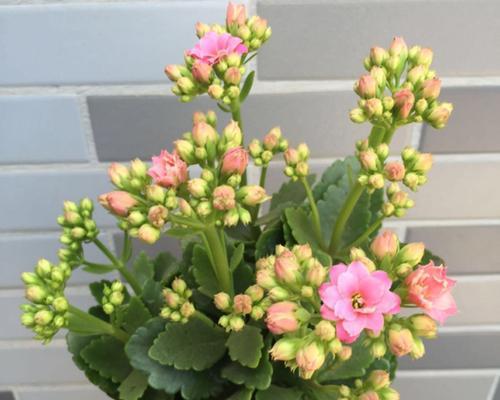 牛奶浇长寿花有益健康（探究牛奶对长寿花生长的影响及其作用机理）