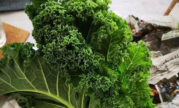 牛皮菜的营养与美味（了解牛皮菜的别名和特点，享受它的口感与营养）