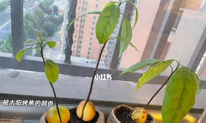 种牛油果，先从核开始（牛油果核的种植方法与技巧）