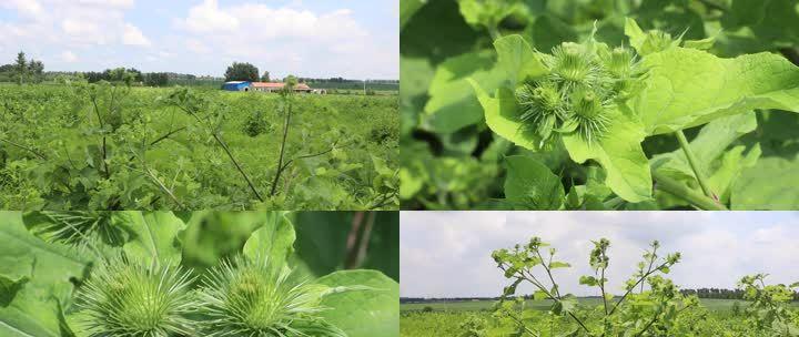 牛蒡种植与收获全攻略（了解种植时间和收获时间，享受健康美味）