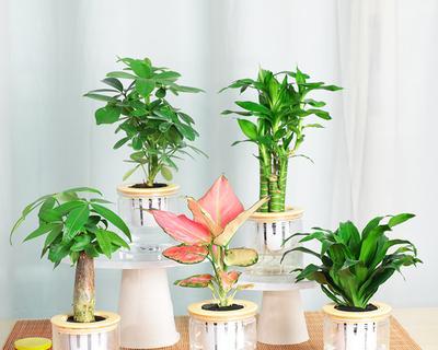 根据气质选择植物种类，助力工作效率（根据气质选择植物种类，助力工作效率）