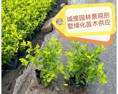 小叶女贞冬天为何落叶（探究小叶女贞冬天落叶的原因与应对方法）