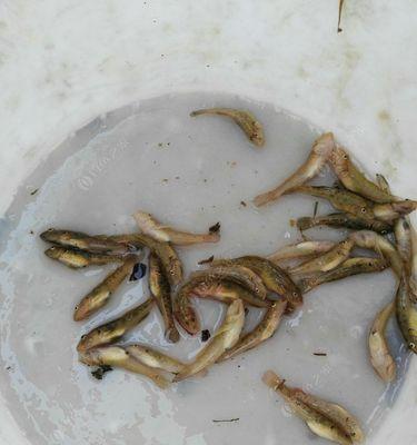 怎样养护地虎让它健康成长（从饲养环境到饮食习惯全面分析）