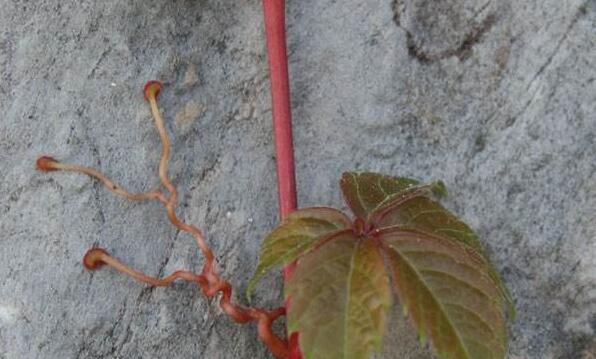 如何种植爬山虎种子（从选种到成长，全面解析爬山虎种植技巧）