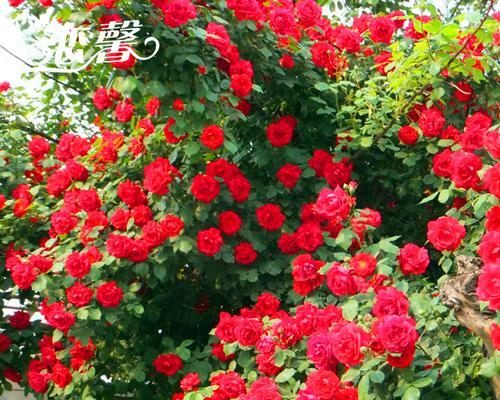 如何养护爬藤蔷薇花？（爬藤蔷薇花的养殖方法和注意事项）