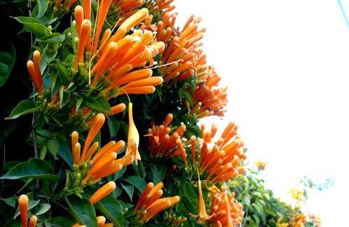炮仗花的花期（探究炮仗花花期的长短以及影响因素）