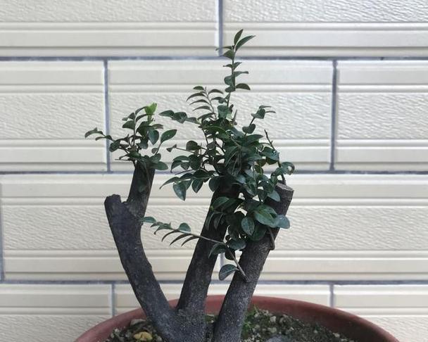 冬季盆景浇水注意事项（盆景冬季怎么浇水？冬季盆景保护要点分享！）