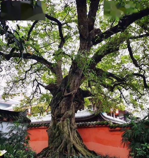 盆景黄角树剪枝技巧（黄角树剪枝时间、方法及注意事项）