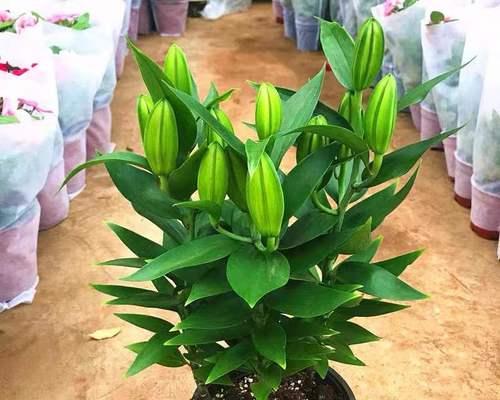 盆栽百合养护指南（百合花的美丽与养护的技巧）