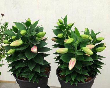盆栽百合花养护全指南（百合花的养殖方法与注意事项）