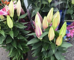 如何种植和养护盆栽百合花（百合花的种植方法和养护技巧）