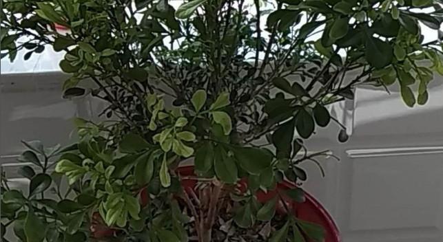 如何正确换盆栽花（盆栽花换盆时间表与步骤详解）
